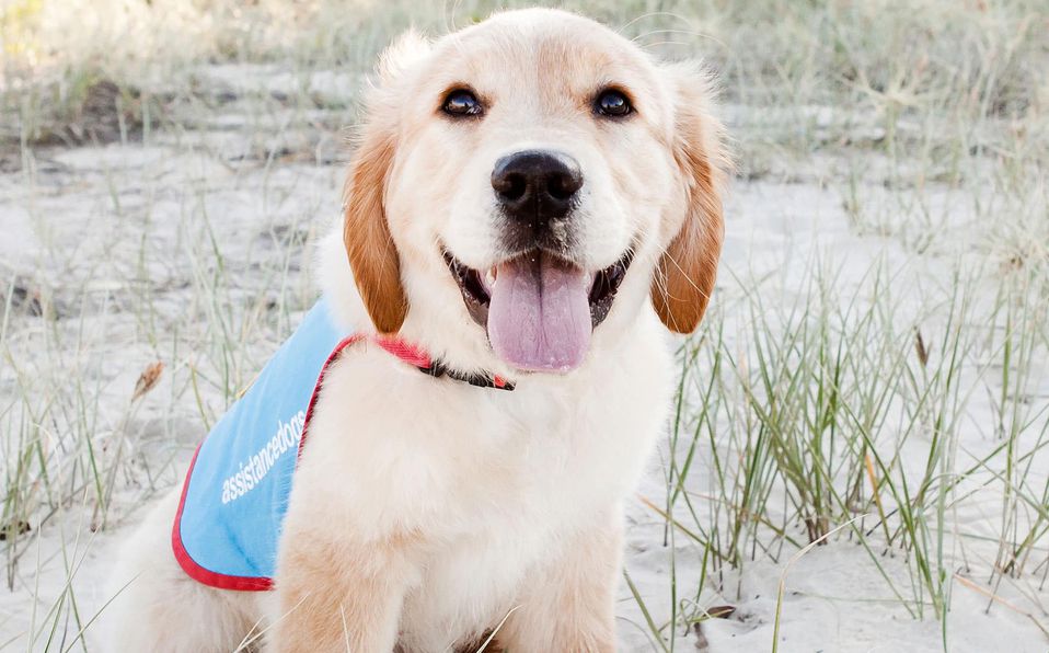 ¿Un perro puede transmitir una enfermedad venérea?