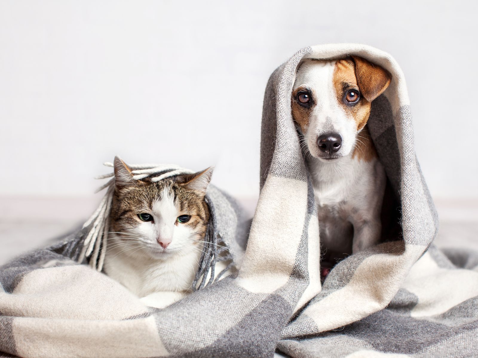 ¿Se transmite la gripe porcina de humanos a mascotas ?