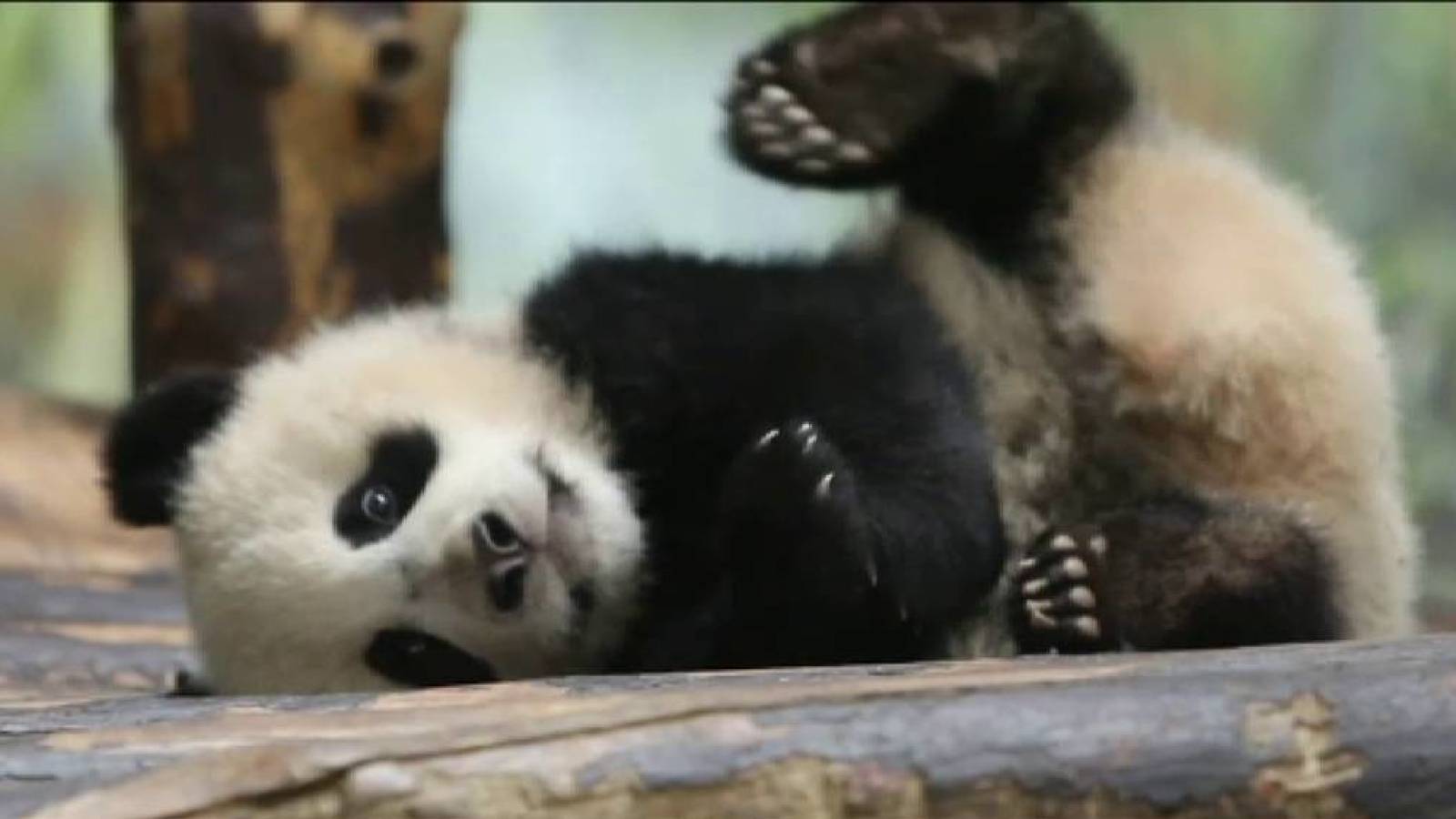 La sexualidad y el oso panda