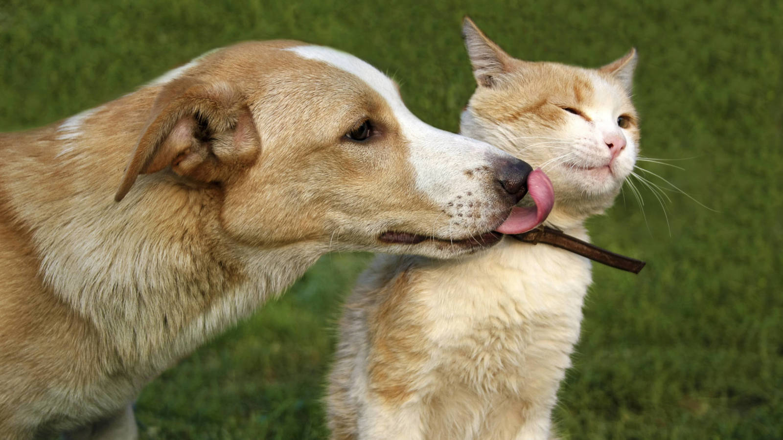 Mascotas y la ciencia